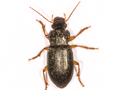 Ophonus rufibarbis
